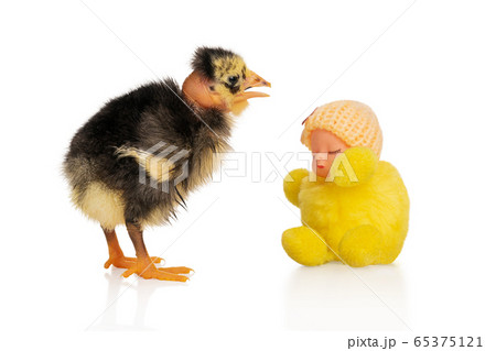 Chicken next to a doll 65375121