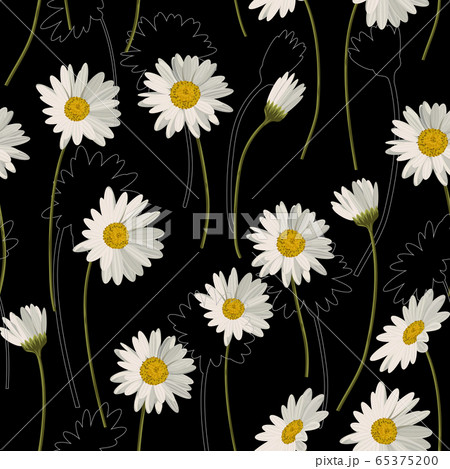 Seamless pattern with white daisies on black background. Vector illustration Seamless pattern with white daisies on black background. Vector illustration 65375200