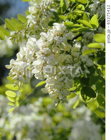 里山の白いフジの花 白藤の写真素材