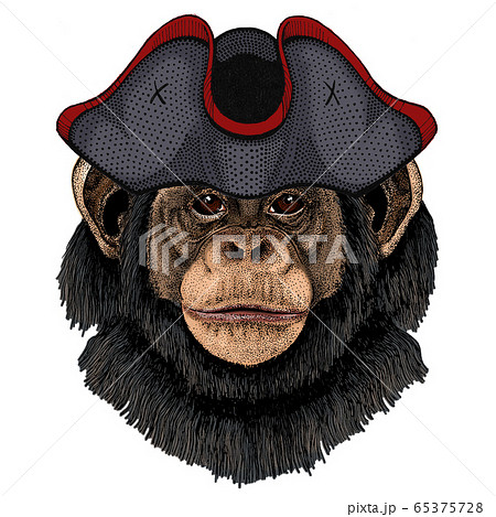Chimpanzee, chimp portrait. Monkey face 