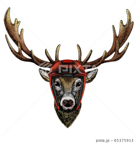 Deer portrait. Head of wild animal. 65375913