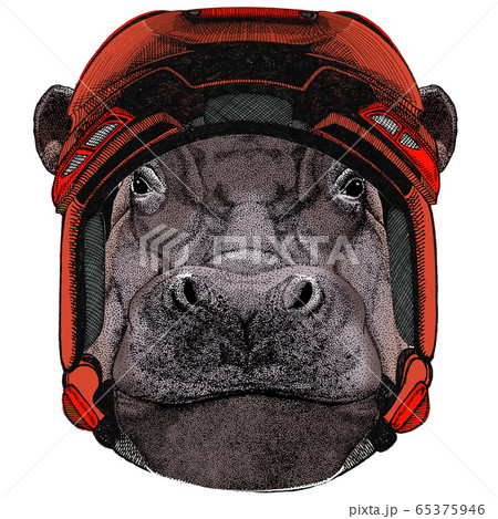 Portrait of hippopotamus, hippo. Wild african animal. 65375946