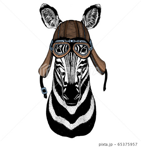 Zebra portrait. Head of wild animal. Motorcycle helmet. Zebra portrait. Head of wild animal. Motorcycle helmet. 65375957