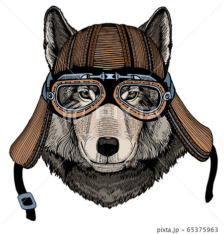 Wolf portrait. Head of wild animal. Motorcycle helmet. Wolf portrait. Head of wild animal. Motorcycle helmet. 65375963