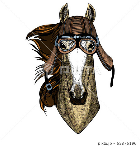 Horse, steed, courser. Portrait of wild animal. Motorcycle helmet. 65376196