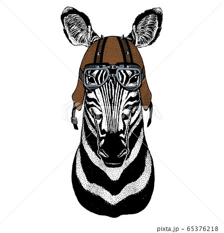 Zebra portrait. Head of wild animal. Motorcycle helmet. 65376218