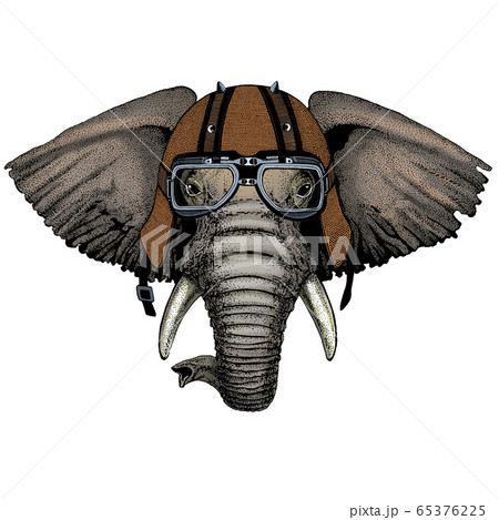 Elephant head. Portrait of wild animal. Motorcycle helmet. Elephant head. Portrait of wild animal. Motorcycle helmet. 65376225