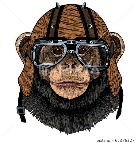 Chimpanzee Chimp Portrait Monkey Face Ape のイラスト素材