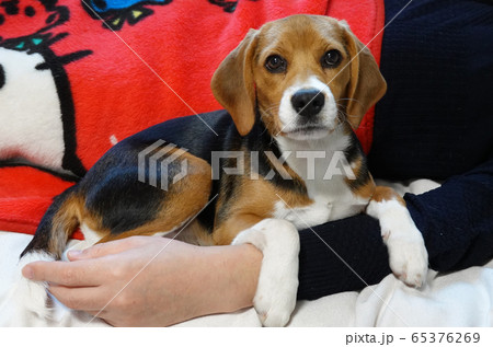 ビーグル 室内犬 中型犬 子犬 パピー 犬 手の写真素材