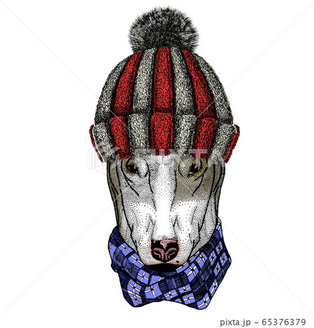 Bullterrier, dog. Portrait of cartoon animal. Knitted wool winter hat. Bullterrier, dog. Portrait of cartoon animal. Knitted wool winter hat. 65376379