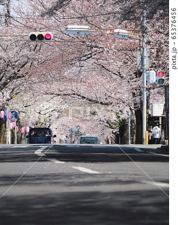 桜並木のトンネル 65376456