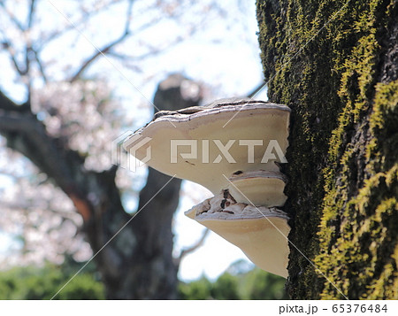 桜の木とサルノコシカケ 桜の木とサルノコシカケ 65376484
