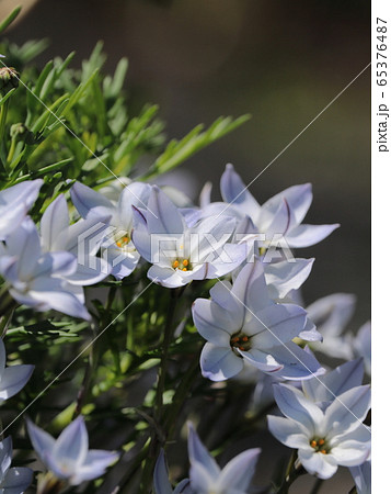 道端のスプリングスターフラワー 65376487