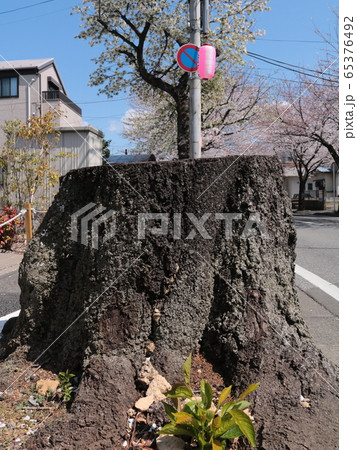 桜の木の切り株 65376492