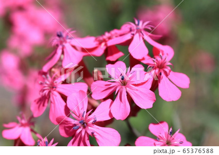 ムシトリナデシコの花 ムシトリナデシコの花 65376588