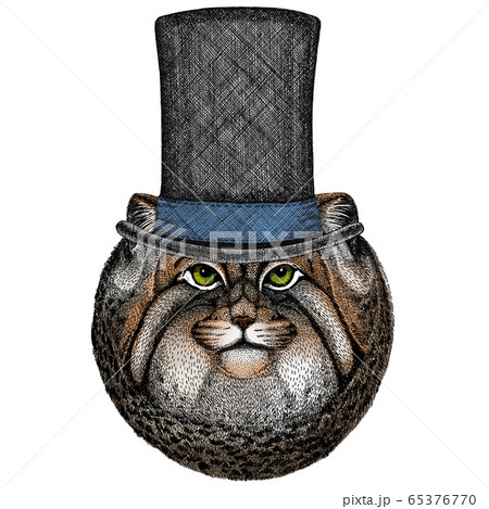 Pallas cat head. Manul head. Wild cat portrait. Cylinder hat. Pallas cat head. Manul head. Wild cat portrait. Cylinder hat. 65376770