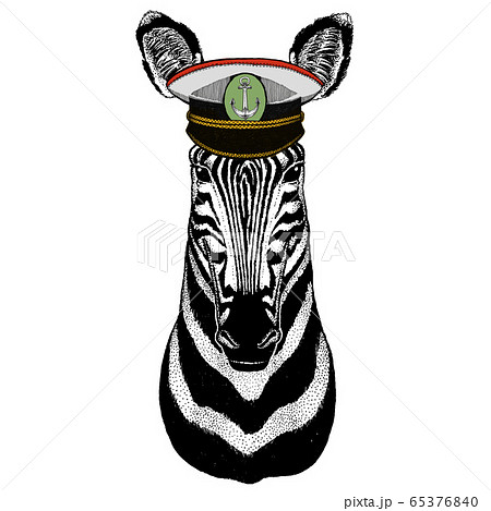 Zebra portrait. Head of wild animal. Zebra portrait. Head of wild animal. 65376840