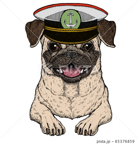 Pug. Cute animal portrait. Dog head. 65376859