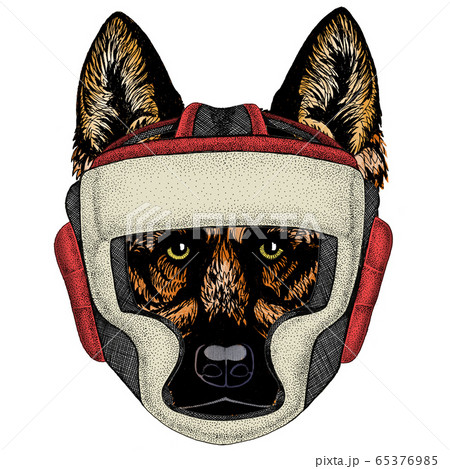 Sheepherd dog, sheepdog portrait. Boxing helmet. 65376985