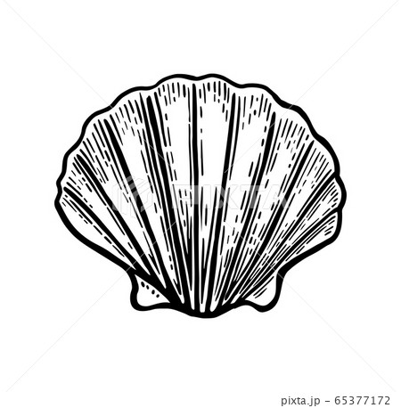 Sea shell Scallop. Black engraving vintage illustration. Isolated on white background. Sea shell Scallop. Black engraving vintage illustration. Isolated on white background. 65377172