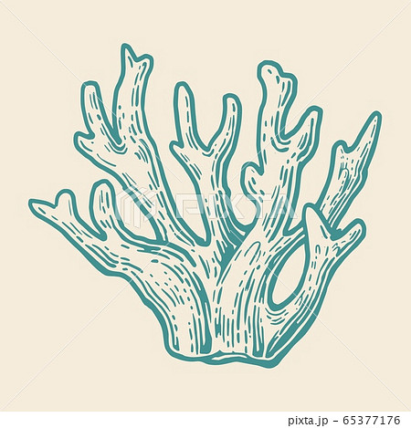 Coral . Black engraving vintage illustration. Isolated 65377176