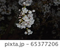 夜桜 65377206