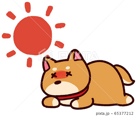 熱中症の動物 柴犬 太陽のイラスト素材