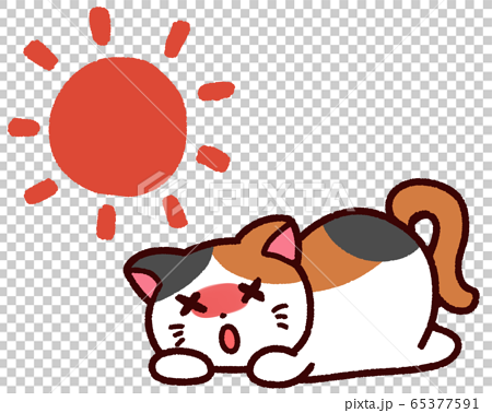 熱中症の動物 三毛猫 太陽のイラスト素材