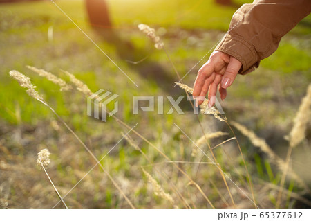 Lady hand touching beautiful dry grass in field 65377612