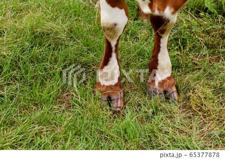 Top view of a cow's hooves on green grass. Cows Top view of a cow's hooves on green grass. Cows 65377878