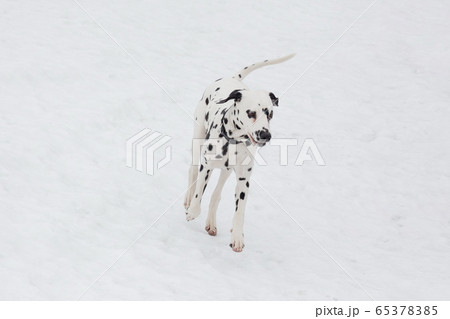 Dalmatian Puppy Is Running On A White Snow の写真素材