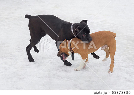 Italian corso dog puppy and amstaff puppy. Italian corso dog puppy and amstaff puppy. 65378386