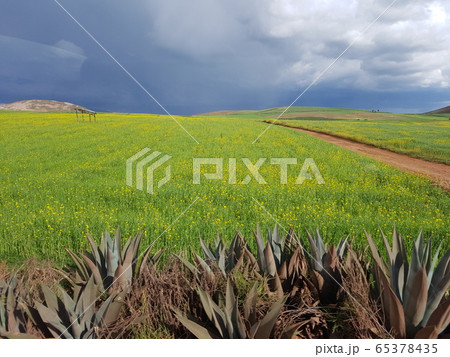 自然 緑 緑色 65378435