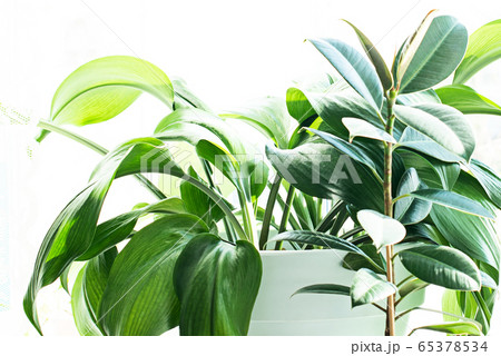 Leaves of a home plant. Isolate, copy space. 65378534