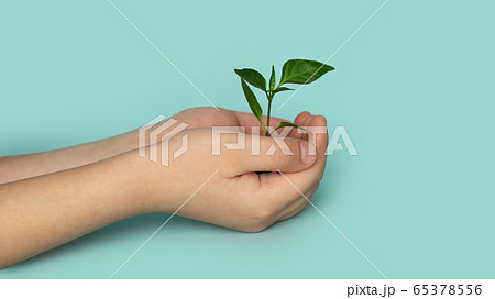Seedling green sprout with leaves in kid's hands 65378556