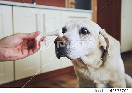 Dog concentrates on the bone. Dog concentrates on the bone. 65378769