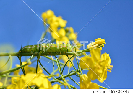 アオモクメキリガの幼虫。つぼみ菜の花芽が特にお気に入り。食欲旺盛。昆虫素材 65380347