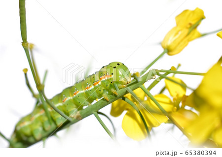 アオモクメキリガの幼虫。つぼみ菜の花芽が特にお気に入り。食欲旺盛。昆虫素材 アオモクメキリガの幼虫。つぼみ菜の花芽が特にお気に入り。食欲旺盛。昆虫素材 65380394