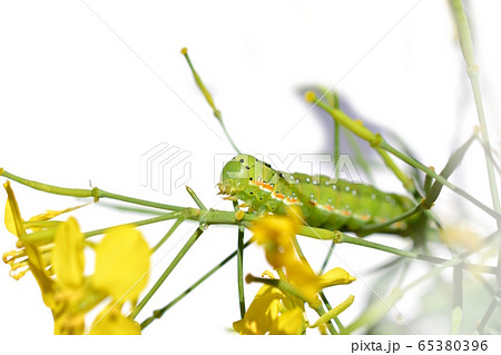 アオモクメキリガの幼虫。つぼみ菜の花芽が特にお気に入り。食欲旺盛。昆虫素材 アオモクメキリガの幼虫。つぼみ菜の花芽が特にお気に入り。食欲旺盛。昆虫素材 65380396