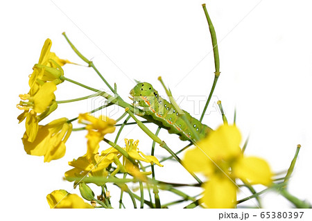 アオモクメキリガの幼虫。つぼみ菜の花芽が特にお気に入り。食欲旺盛。昆虫素材 65380397