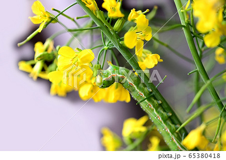 アオモクメキリガの幼虫。つぼみ菜の花芽が特にお気に入り。食欲旺盛。昆虫素材 65380418