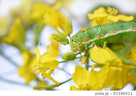 アオモクメキリガの幼虫。つぼみ菜の花芽が特にお気に入り。食欲旺盛。昆虫素材 65380421