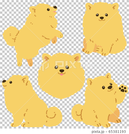 沒有主線的博美犬套裝 65381193