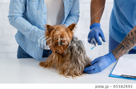 Pet health care. Closeup of vet doctor giving injection to Yorkshire terrier at clinic Pet health care. Closeup of vet doctor giving injection to Yorkshire terrier at clinic 65382693