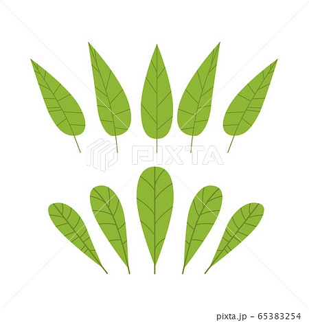 botanical floral set green leaves realistic herbs collection botanical floral set green leaves realistic herbs collection 65383254