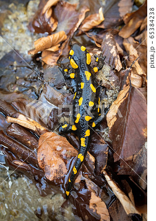 Spotted fire salamander lying on the ground with wet leafs from high angle 65384238