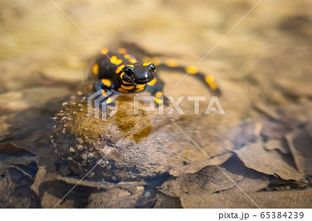 Endemic fire salamander hiding in water camouflaged by yellow spots. Endemic fire salamander hiding in water camouflaged by yellow spots. 65384239