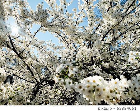 flowering white trees spring as background flowers 65384661