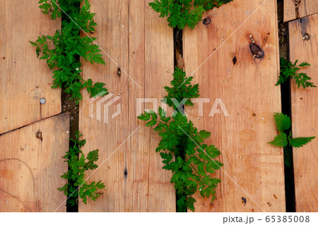 Green grass growing through the wooden boards Green grass growing through the wooden boards 65385008