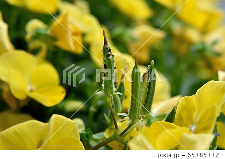 カタバミのみが弾けた 65385337